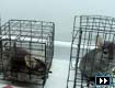 Nightmare on a Chinchilla Farm