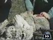 The Horror of Wool